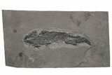 Devonian Lobe-Finned Fish (Osteolepis) Fossil - Scotland #217940-1